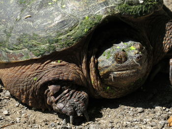 Close-up of tree trunk