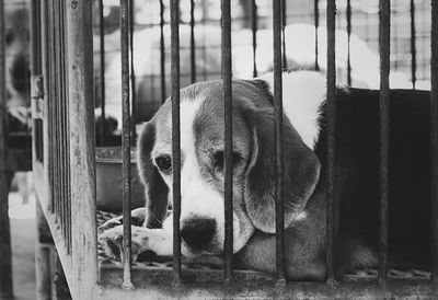 Close-up of dog in cage