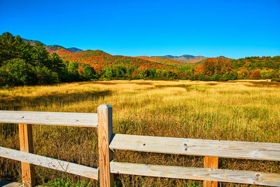 Scenic view of field against clear sky