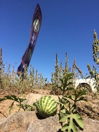 Close-up of cactus growing on field against clear sky