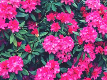 Full frame shot of pink flowers