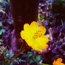 Close-up of yellow flower