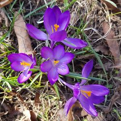 Close-up of purple crocus flowers on field