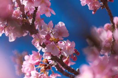 Close-up of purple flowering plant - cherry blossom