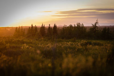 Scenic view of field against sky during sunset