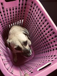 High angle view of puppy sleeping in basket