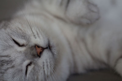 Close-up of cat sleeping