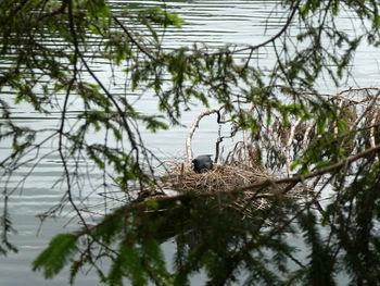 Bird perching on a tree