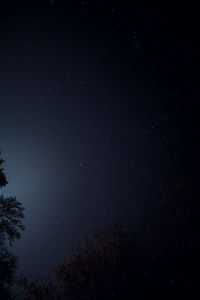 Low angle view of silhouette trees against sky at night