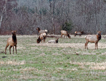 Flock of sheep in field