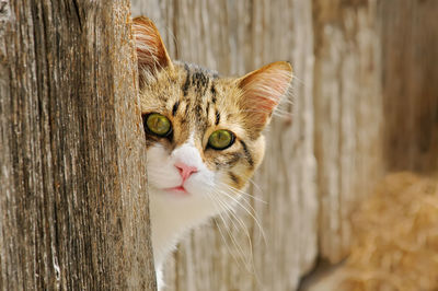 Close-up portrait of cat