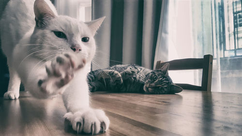 Cat looking away while sitting on floor at home