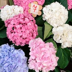 High angle view of pink rose bouquet