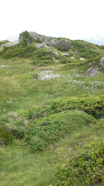 Scenic view of grassy field against sky