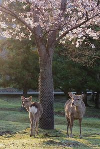 Horses standing in a field