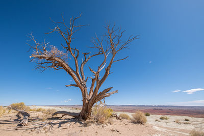 Dead tree on landscape against blue sky