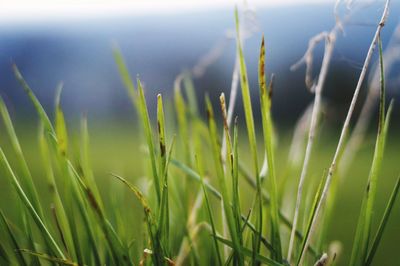 Close-up of plants growing on field