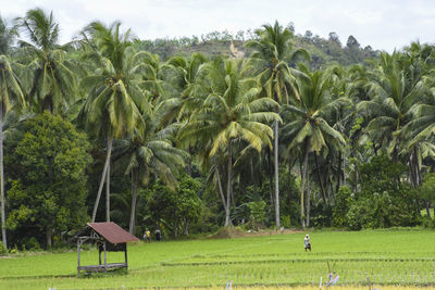 Scenic view of palm trees on field against sky