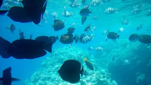 View of fishes swimming in aquarium