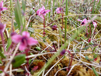 Close-up of pink flowering plants on field