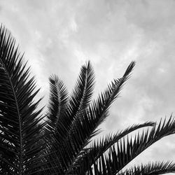 Low angle view of palm tree against sky