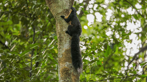 Low angle view of lizard on tree trunk