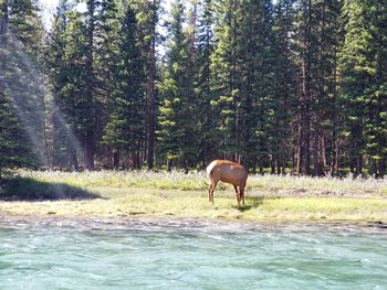 Horse in a forest