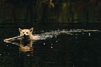 Portrait of dog in lake