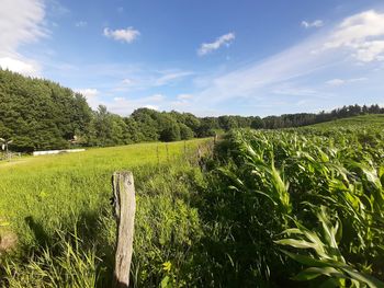 Scenic view of agricultural field against sky