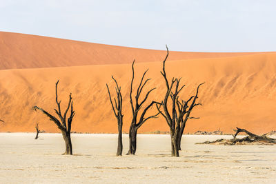 Bare tree on sand dune against sky