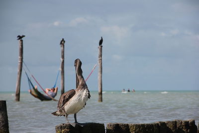 Birds perching on sea against sky