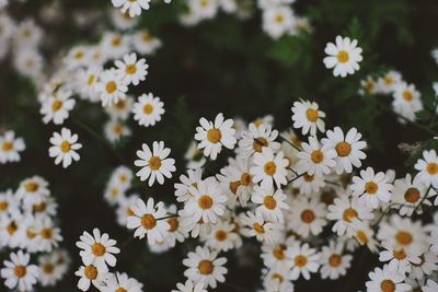 Close-up of white daisy flowers on field