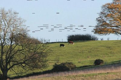 Scenic view of grassy field against sky