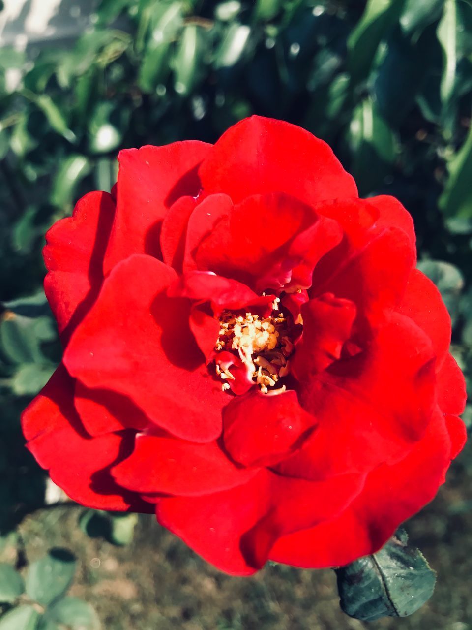 CLOSE UP OF RED ROSE