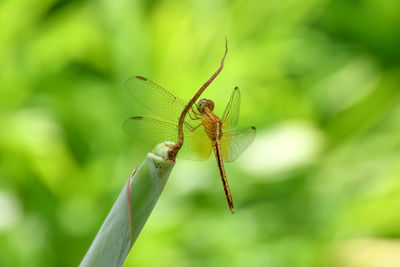 Close-up of dragonfly on leaf