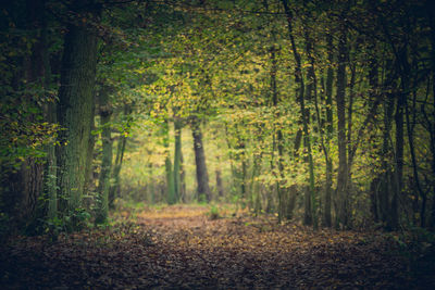 Trees in forest during autumn