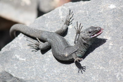 Close-up of lizard