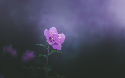 Close-up of pink flowering plant