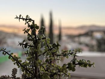 Close-up of plant against sky during sunset