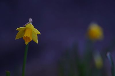 Close-up of yellow flowering plant