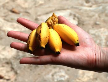 Close-up of hand holding bananas