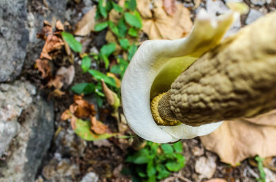 Close-up of snail on land