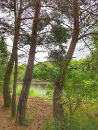 Trees in forest