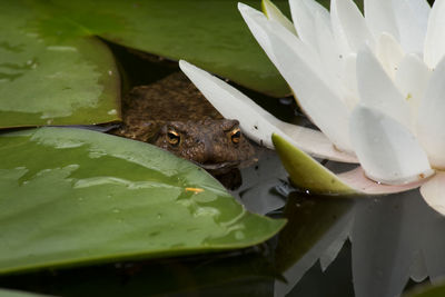 Close-up of water lily in lake