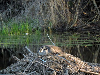 Side view of a bird in water