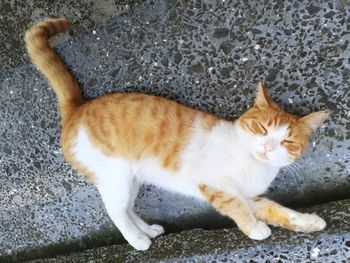 High angle view of cat lying down