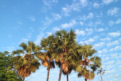 Low angle view of coconut palm trees against sky