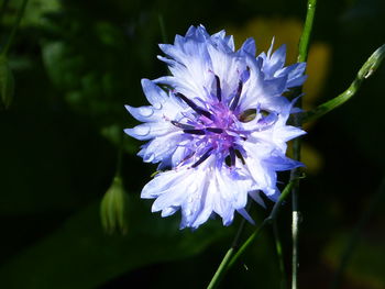 Close-up of purple flowering plant