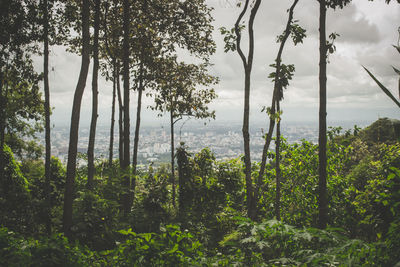 nature