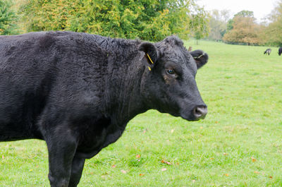 Cow standing in a field